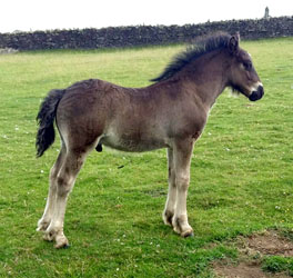 Fell pony Rackwood Nimrod